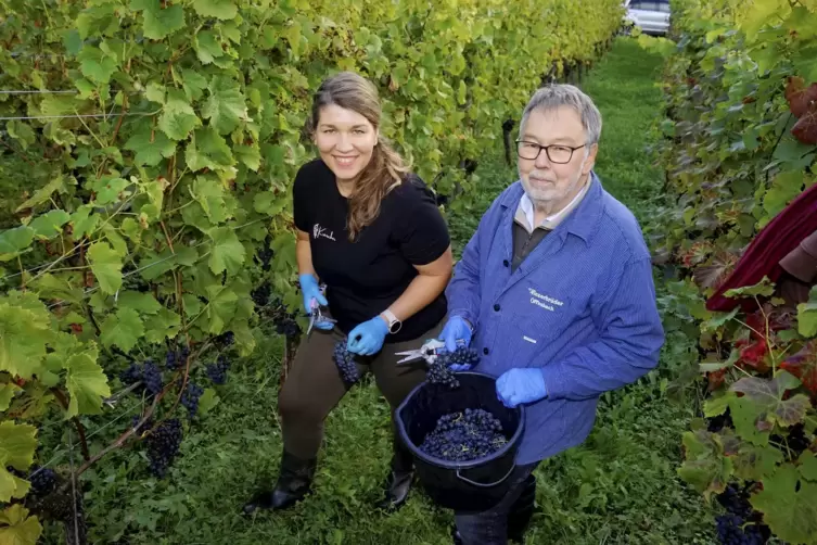 Weinlese im Klosterberg: Helena Kreischer und Winzerbruder Lothar Gerhauser.