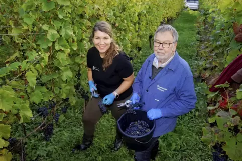 Weinlese im Klosterberg: Helena Kreischer und Winzerbruder Lothar Gerhauser.