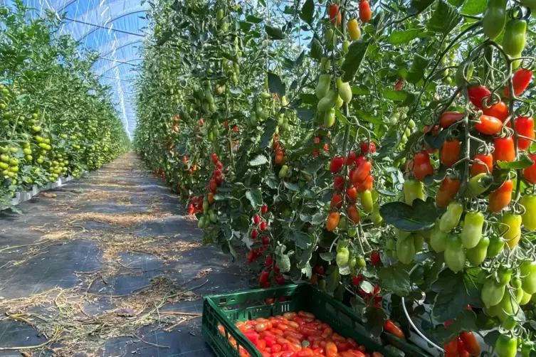 Johanneshof: Produzent unter anderem von eigenen Tomaten. 