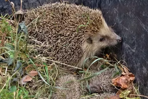 Noch etwas zerknautscht sahen die kleinen Igelchen aus, die gemeinsam mit ihrer Mutter eine Scheune in Friedelsheim bezogen hatt