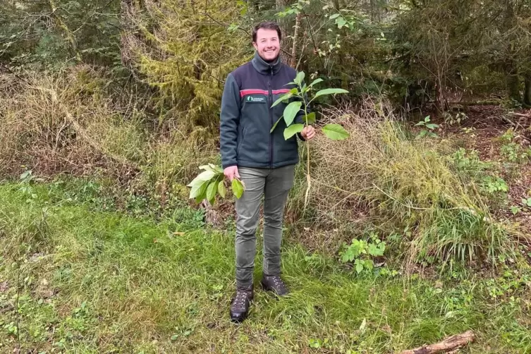 Ist über jede Kermesbeere froh, die nicht mehr länger im Wald steht: Forstreferendar Marcel Langwald. 