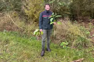 Ist über jede Kermesbeere froh, die nicht mehr länger im Wald steht: Forstreferendar Marcel Langwald.