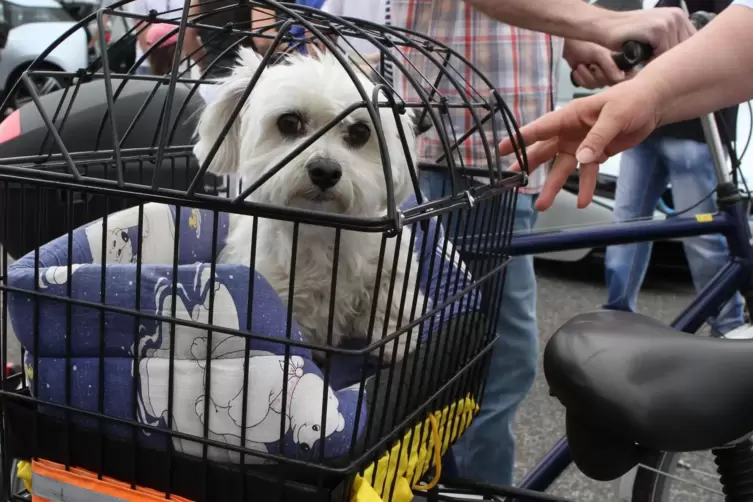 Auch für so kleine Hunde, oft ein wichtiger Begleiter für ältere Menschen, sind Steuern zu entrichten.