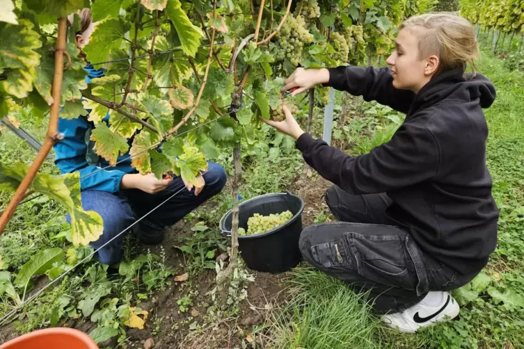 Engagiert gingen die Schüler im Wingert zu Werke. 