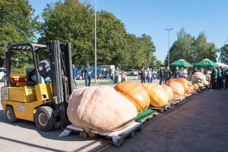 Wegen des Gewichts von mehreren Hundert Kilo einiger Exemplare bedurfte es beim Transport eines Gabelstaplers. 