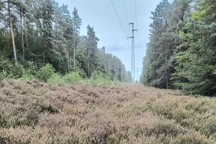 Der Erzhütter Heide droht die Verbuschung.