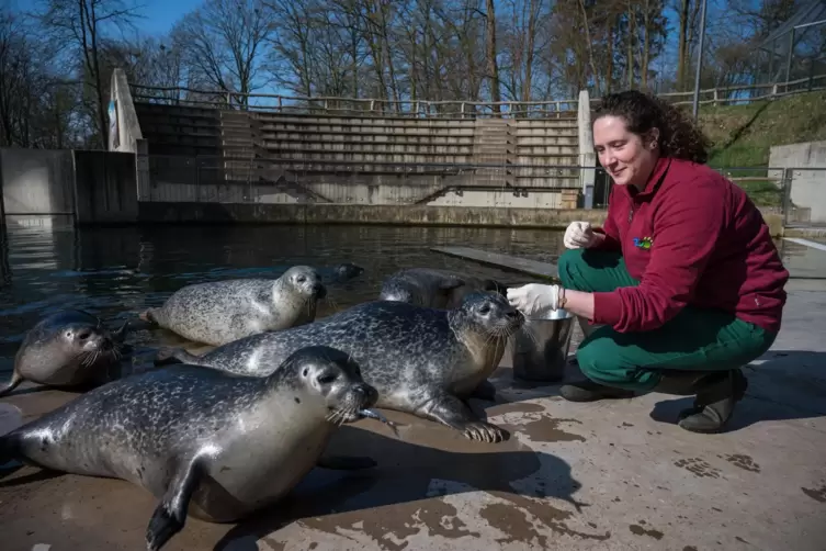 Der Saarbrücker Zoo soll zu einem „Drei-Klimazonen-Zoo“ umgebaut werden. 