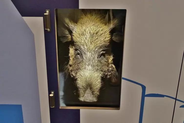 Ungewöhnliche Wildschwein-Sichtung im Pfalzmuseum.