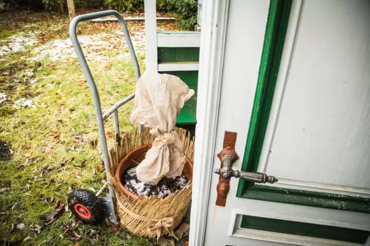 Gut geschützt: Umwickelt mit Vlies und im Winterquartier überstehen empfindliche Pflanzen die kalte Jahreszeit gut. 