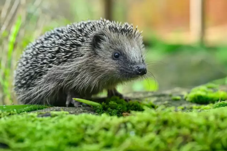 Der Mann soll den Igel mehrmals auf den Boden geschlagen haben. 