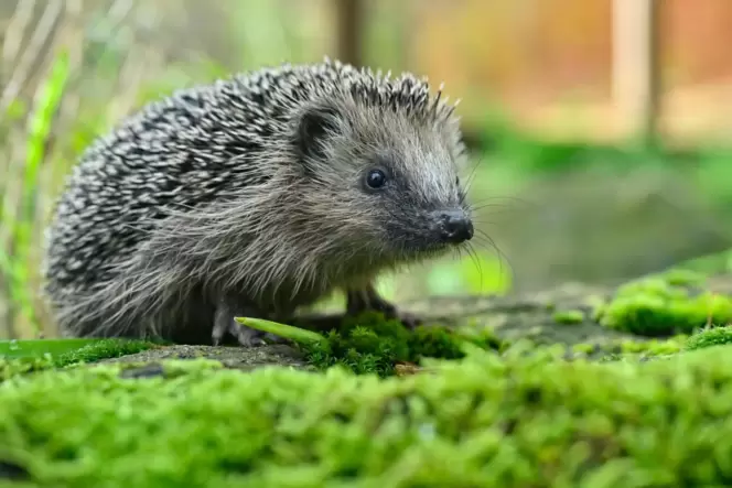 Der Mann soll den Igel mehrmals auf den Boden geschlagen haben.