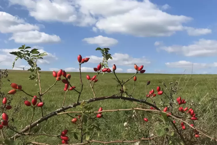 So bunt ist der Herbst: Diese Impression von der Sickinger Höhe hat RHEINPFALZ-Leserin Susanne Wilhelm festgehalten. 