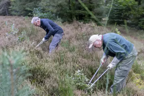 Klaus Platz (links) und Otto Neber (rechts) befreien die Heidefläche vom Wildwuchs.