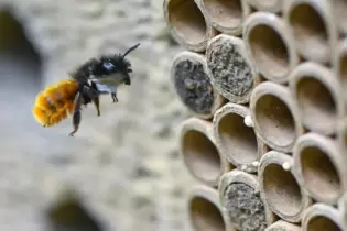 Biene im Anflug: Insektenhotels sind nur ein Baustein zum Erhalt der Artenvielfalt.