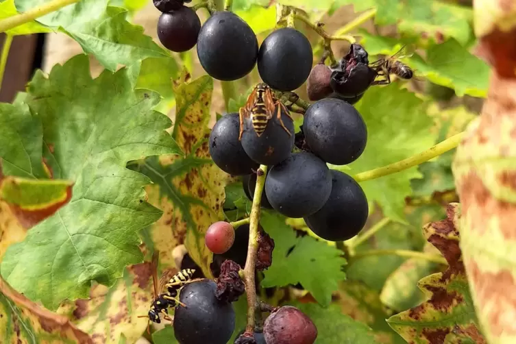 Schmecken auch Wespen: Dornfelder Trauben. 