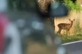 Den Straßenrand im Blick behalten, ist ein Tipp von Stephan Hoffmann vom Jagdteam Schifferstadt.