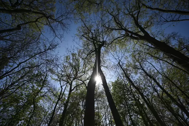 Mysteriöse Dinge spielen sich im Krimi „Baum-Fall“ im Wald ab. 