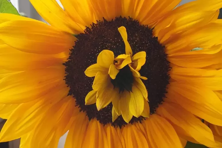 Ungewöhnlich, aber schön anzusehen: die Sonnenblume mit zwei Blüten von Hans Sona. 