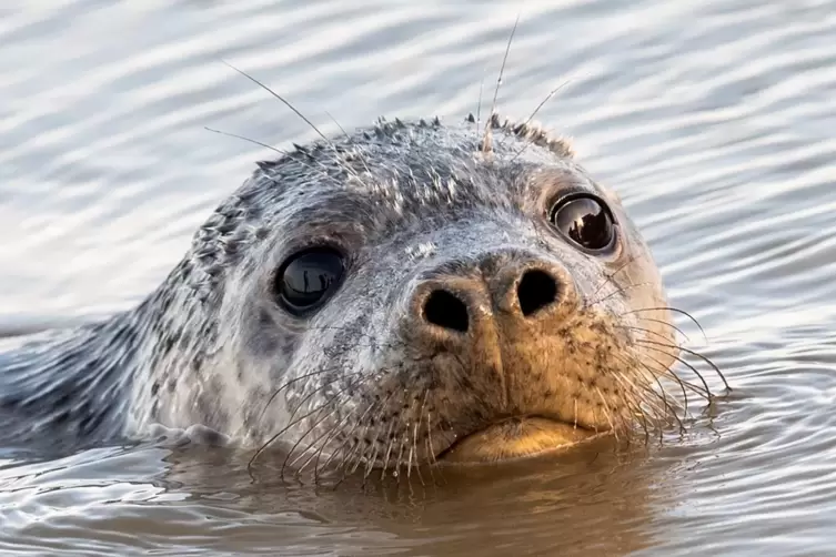 Eine Kegelrobbe schwimmt nach der Auswilderung im Wattenmeer Schleswig-Holsteins. Mittlerweile gibt es von der früher bedrohten 