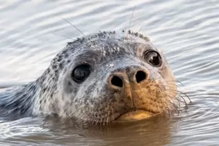 Eine Kegelrobbe schwimmt nach der Auswilderung im Wattenmeer Schleswig-Holsteins. Mittlerweile gibt es von der früher bedrohten