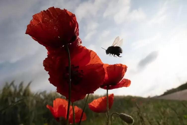 Eine Hummel fliegt Mohnblumen an.