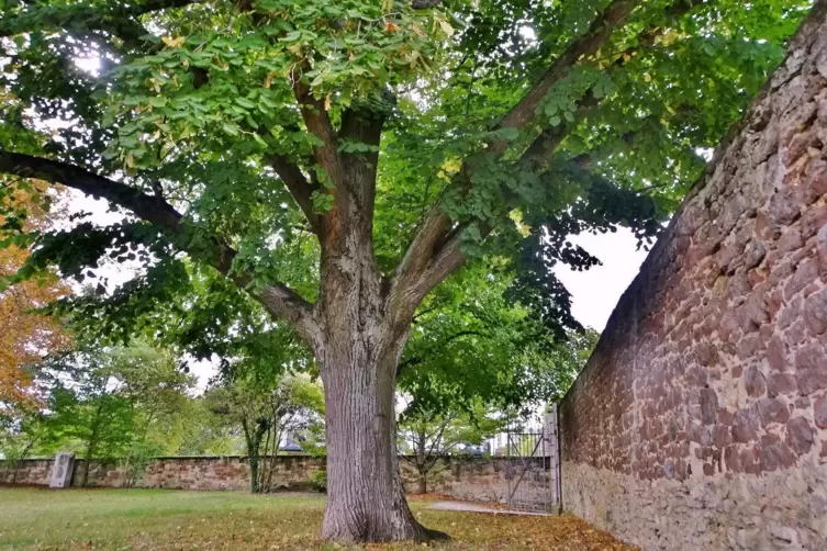 Linden wie dieses Herxheimer Exemplar sind in Garten- und Parkanlagen beliebt. 