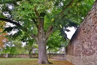 Linden wie dieses Herxheimer Exemplar sind in Garten- und Parkanlagen beliebt.