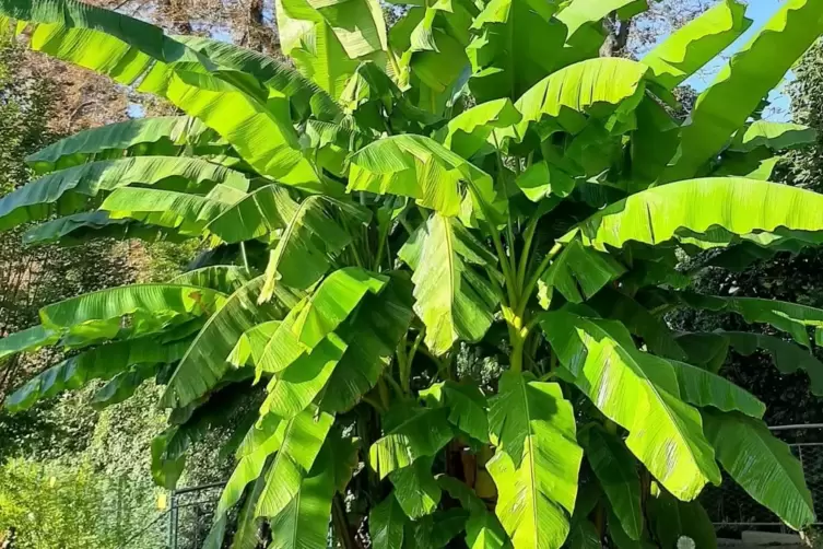 Die Bananenstaude von Ulla Kullik vor der Speyerer Tanzschule Thiele ist über sechs Meter hoch. 