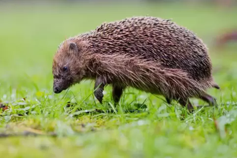 Ein Igel sucht nach Futter: Artgenosse bei schlimmem Vorfall in Speyer mutmaßlich schwer verletzt.