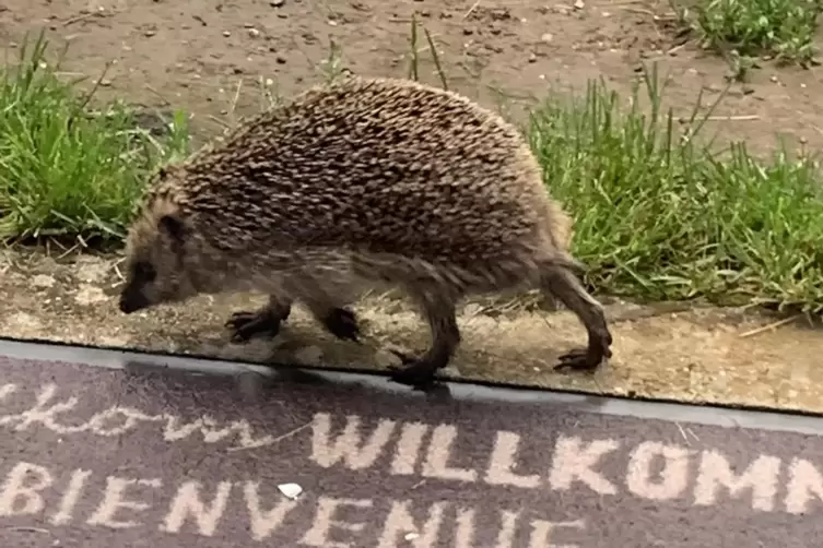 Der Igel kommt regelmäßig bei Antje Funck zu Besuch. 