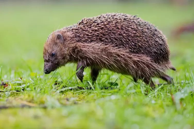 Igel auf der Futtersuche.