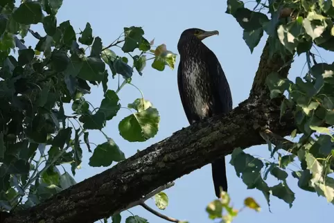 Dieser Kormoran hat einen Platz in einer Pappel bei den Rieschweiler Mühlen gefunden. 