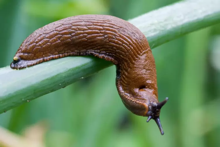 Zwischenzeitlich waren Nacktschnecken in den Wasser-Hochbehälter am Scheelwieserkopf gekrochen.