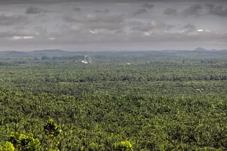  Eine Ölmühle auf Borneo inmitten von Palmölwäldern. Die Monokulturen entstanden, nachdem der Urwald abgeholzt wurde. Nun versuc