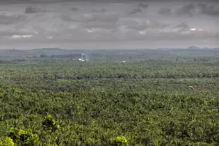 Eine Ölmühle auf Borneo inmitten von Palmölwäldern. Die Monokulturen entstanden, nachdem der Urwald abgeholzt wurde. Nun versuc