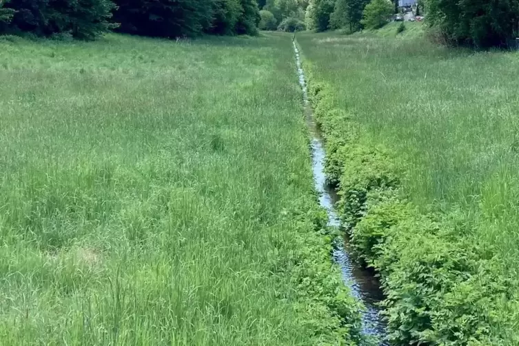 Wiesen als Rückstauflächen bei Starkregen, das ist keine neue Idee. Aber ist die Talaue vor Salzwoog geeignet? Da sind Experten 