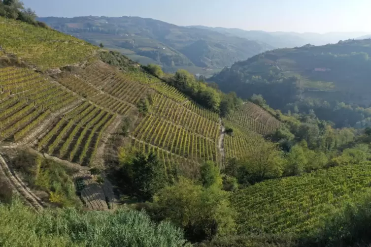 Die Weinberge rund um Paveses Geburtsort Santo Stefano Belbo im Piemont. 