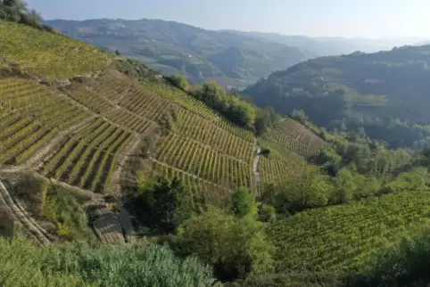 Die Weinberge rund um Paveses Geburtsort Santo Stefano Belbo im Piemont. 