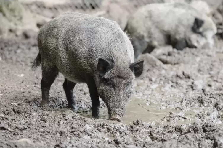 Wildscheine legen viele Kilometer zurück und sind gute Schwimmer. So breitet sich die Afrikanische Schweinpest Stück für Stück a