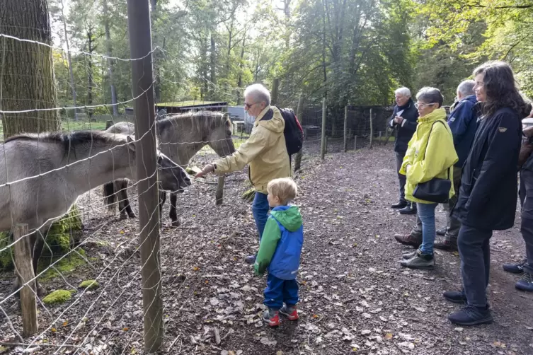 Die Wildpferde fressen Michael Zink aus der Hand. Danach dürfen auch die Besucher Leckerbissen verteilen. 