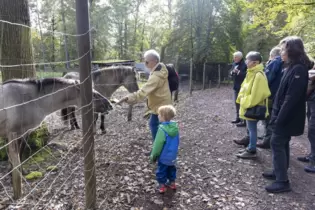 Die Wildpferde fressen Michael Zink aus der Hand. Danach dürfen auch die Besucher Leckerbissen verteilen.