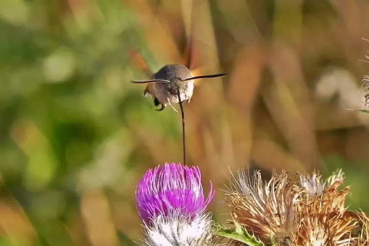 Auge in Auge mit einem Flugwesen, das seinen langen Saugrüssel in die Distelblüte taucht. Von den Flügeln ist kaum etwas zu sehe