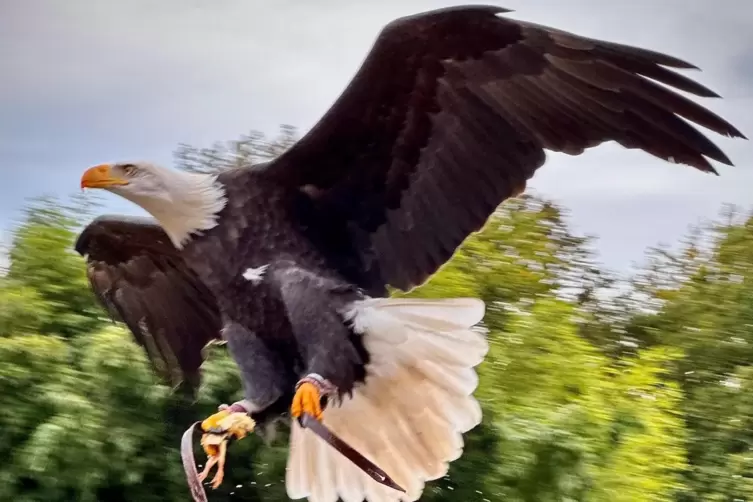 Vermisst: Weißkopfseeadler Ben ist während einer Flugshow aus dem Neunkircher Zoo geflogen. 