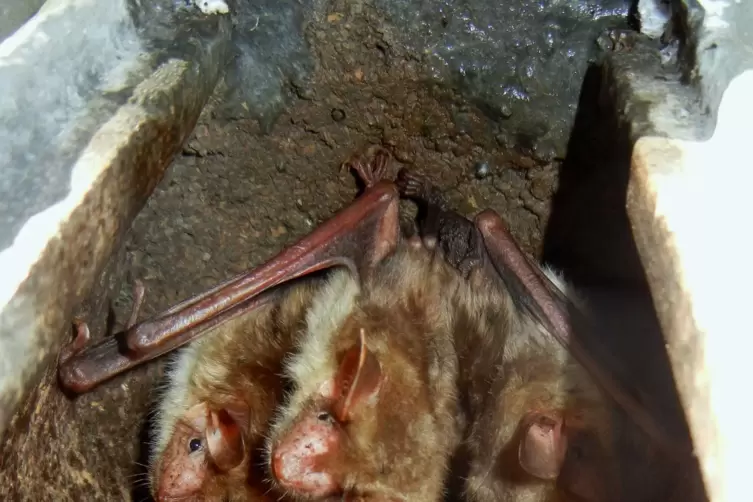 Die größte Fledermaus, die in der Region vorkommt: das Große Mausohr.