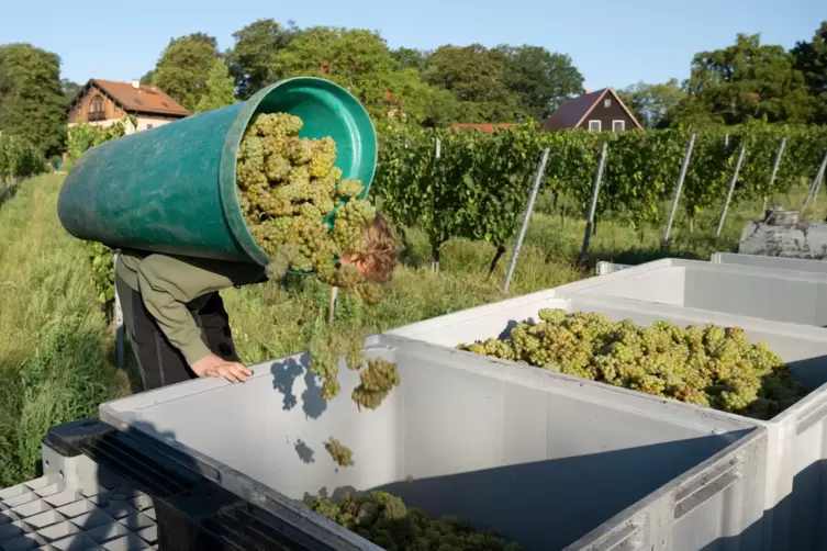 Welche Auswirkungen hat der Klimawandel auf den Weinbau in der Pfalz? Damit befasst sich der Vortrag.