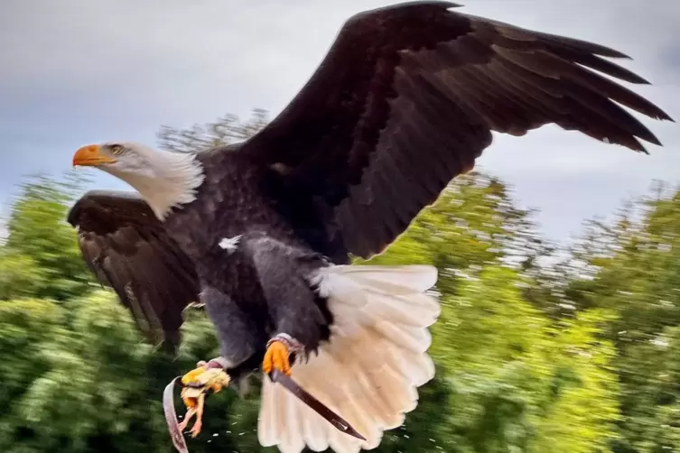 Weißkopfseeadler Ben wurde nach knapp zwei Tagen von Anwohnern aus dem Neunkircher Stadtteil Wellesweiler gefunden. 