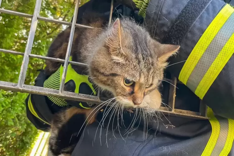 Immer öfter werden Wehrleute zur Tierrettung gerufen.