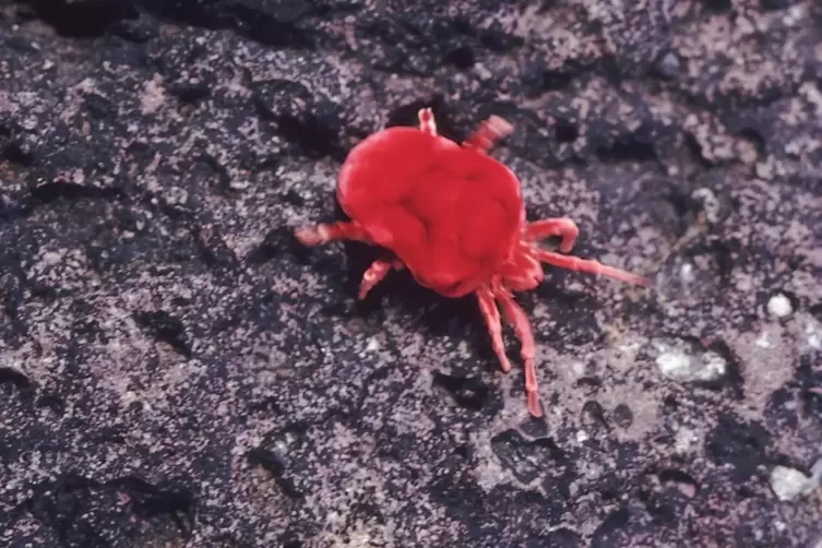 Rote Milben sind Parasiten. Eingewandert, könnten sie das Ökosystem gefährden. 