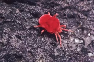 Rote Milben sind Parasiten. Eingewandert, könnten sie das Ökosystem gefährden.