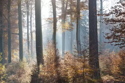 In den nächsten Tagen kann sich die Sonne nur selten gegen zähe Wolken- und Nebelfelder behaupten.